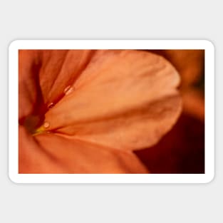 Water Drops on orange Flower Sticker